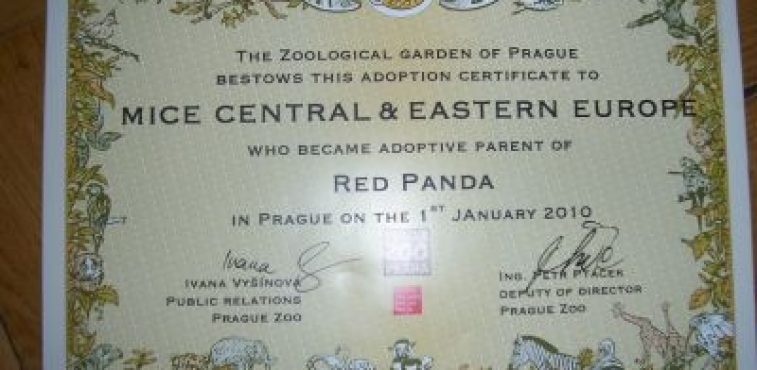 Our Red Panda adoption